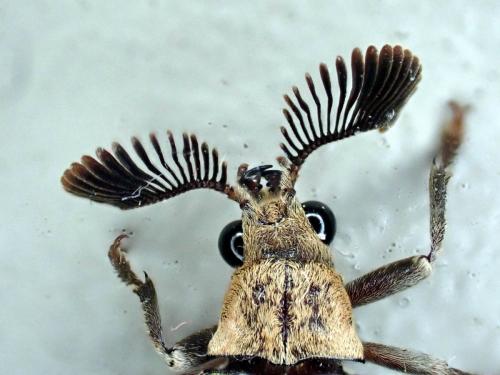 Rhipicera bifossata